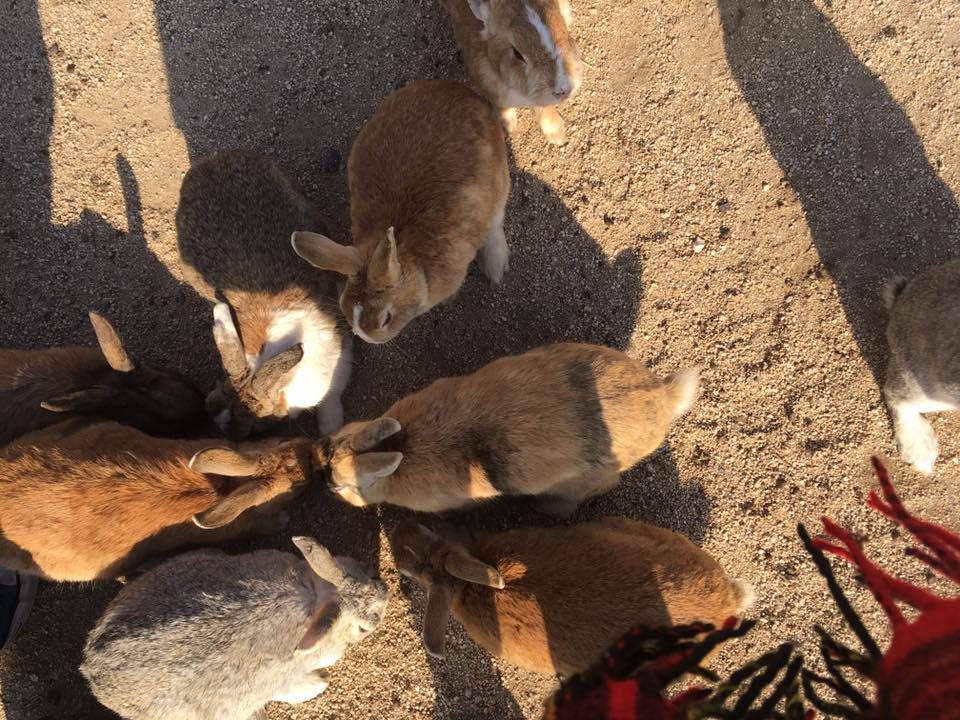bunnies in circle