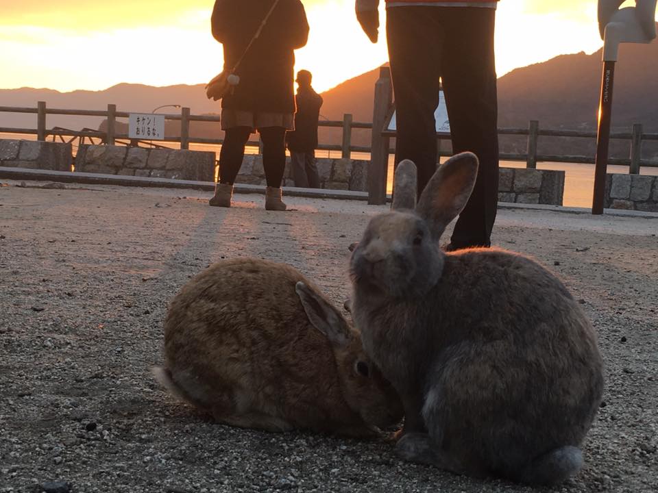 sunset bunny